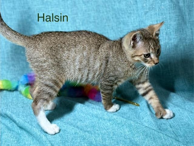 Halsin