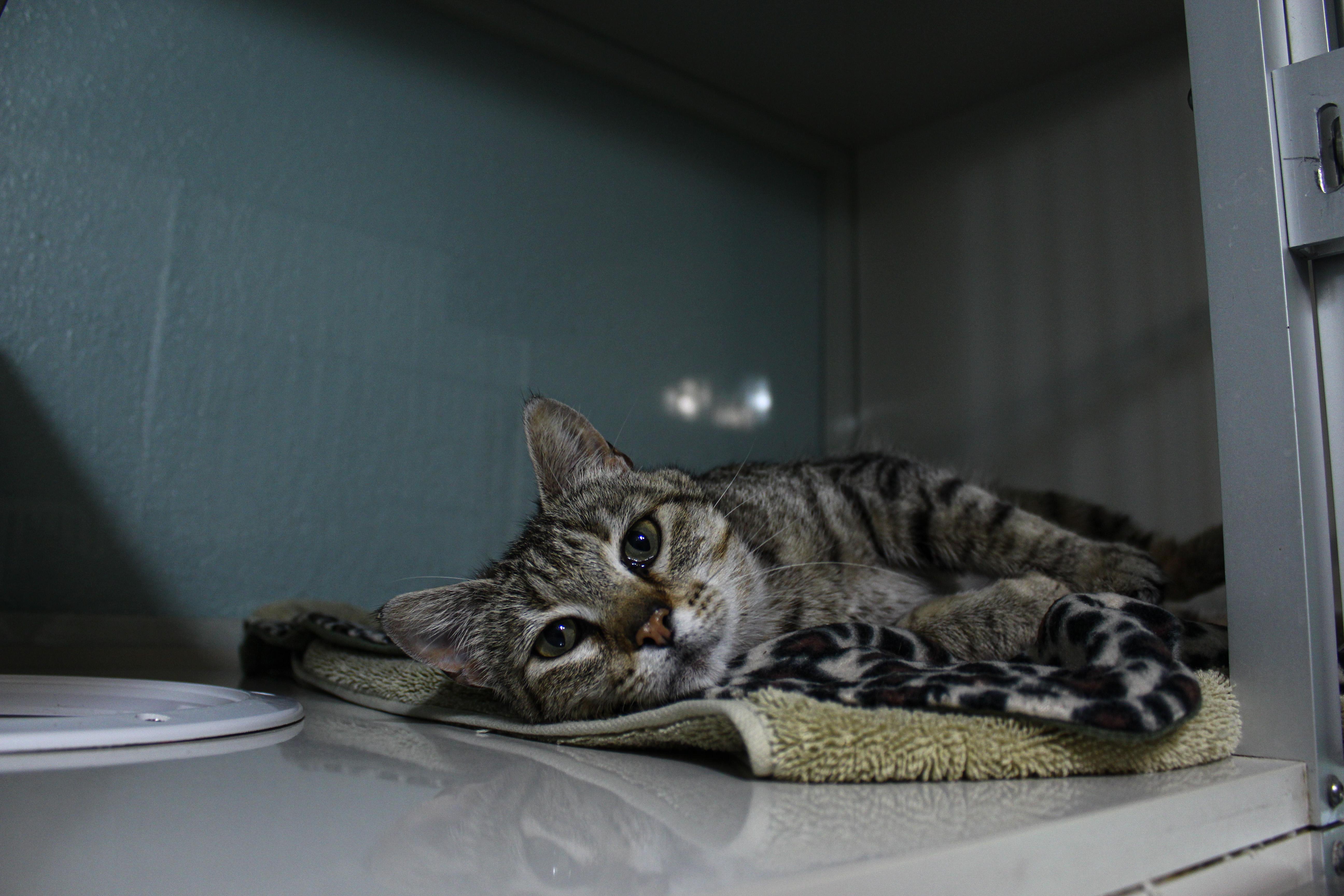 Myra, a ADOPTABLE Domestic Short Hair in Hutchinson, MN image 2/5