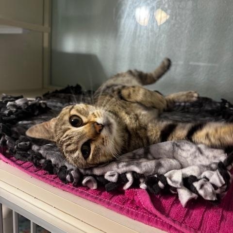 Myra, a ADOPTABLE Domestic Short Hair in Hutchinson, MN image 4/5