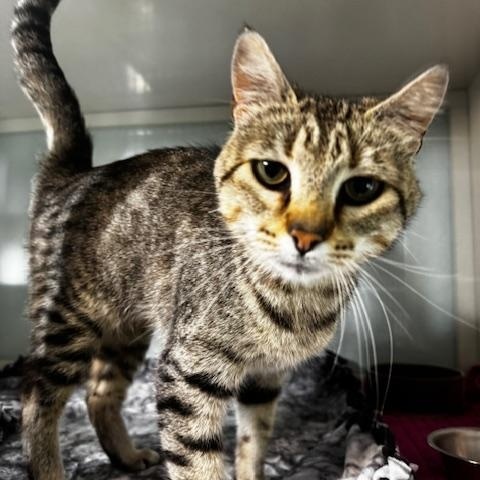 Myra, a ADOPTABLE Domestic Short Hair in Hutchinson, MN image 5/5