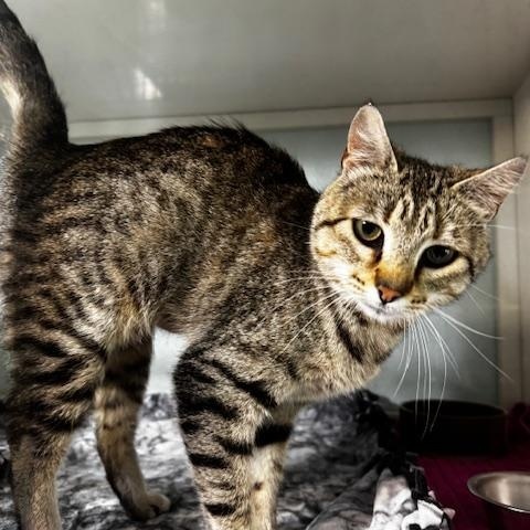 Myra, a ADOPTABLE Domestic Short Hair in Hutchinson, MN image 3/5
