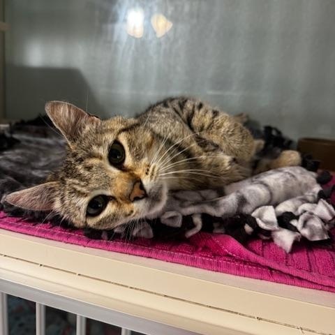 Myra, a ADOPTABLE Domestic Short Hair in Hutchinson, MN image 1/5