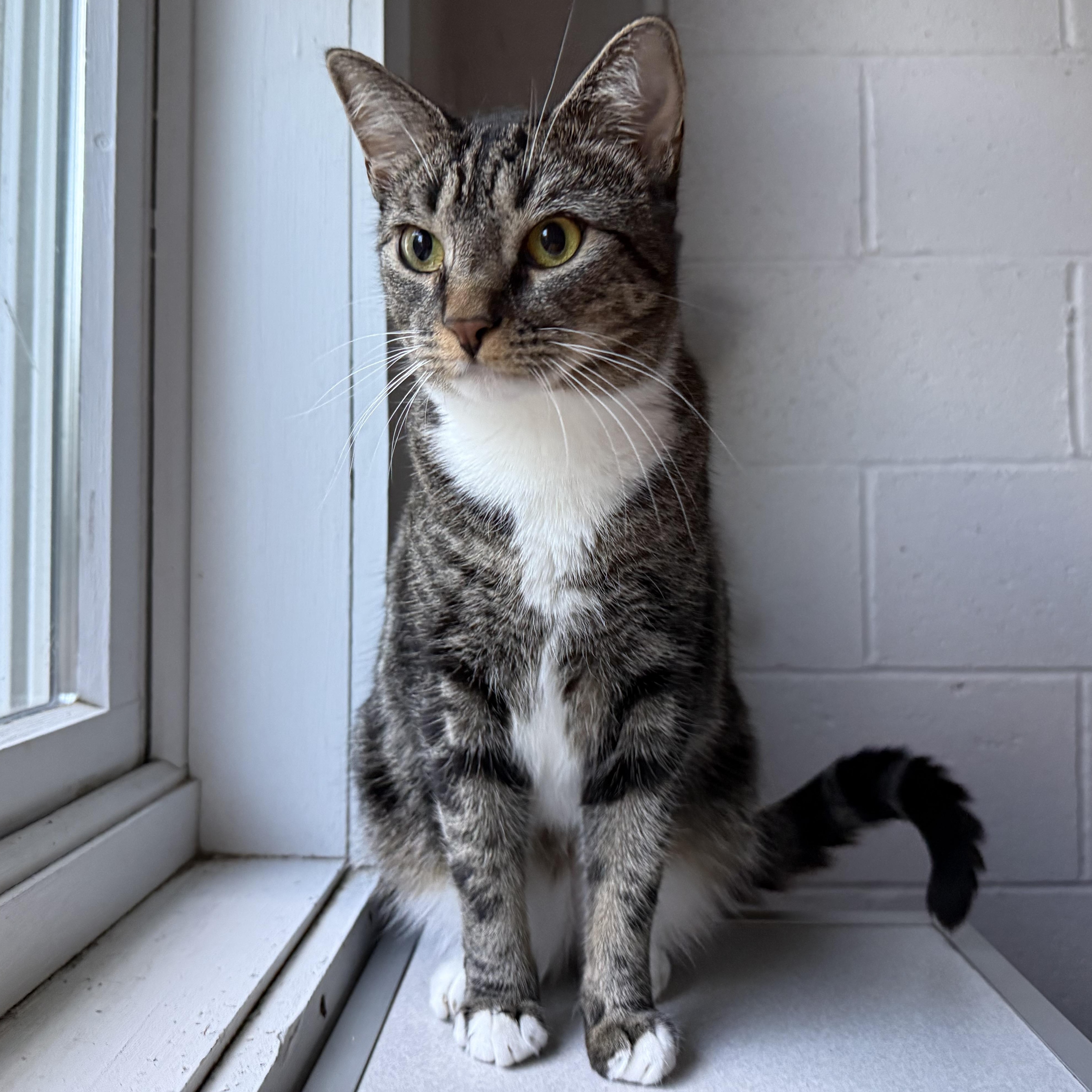 Delaney, a Adoptable mixed breed in West Milford, NJ image 1/6