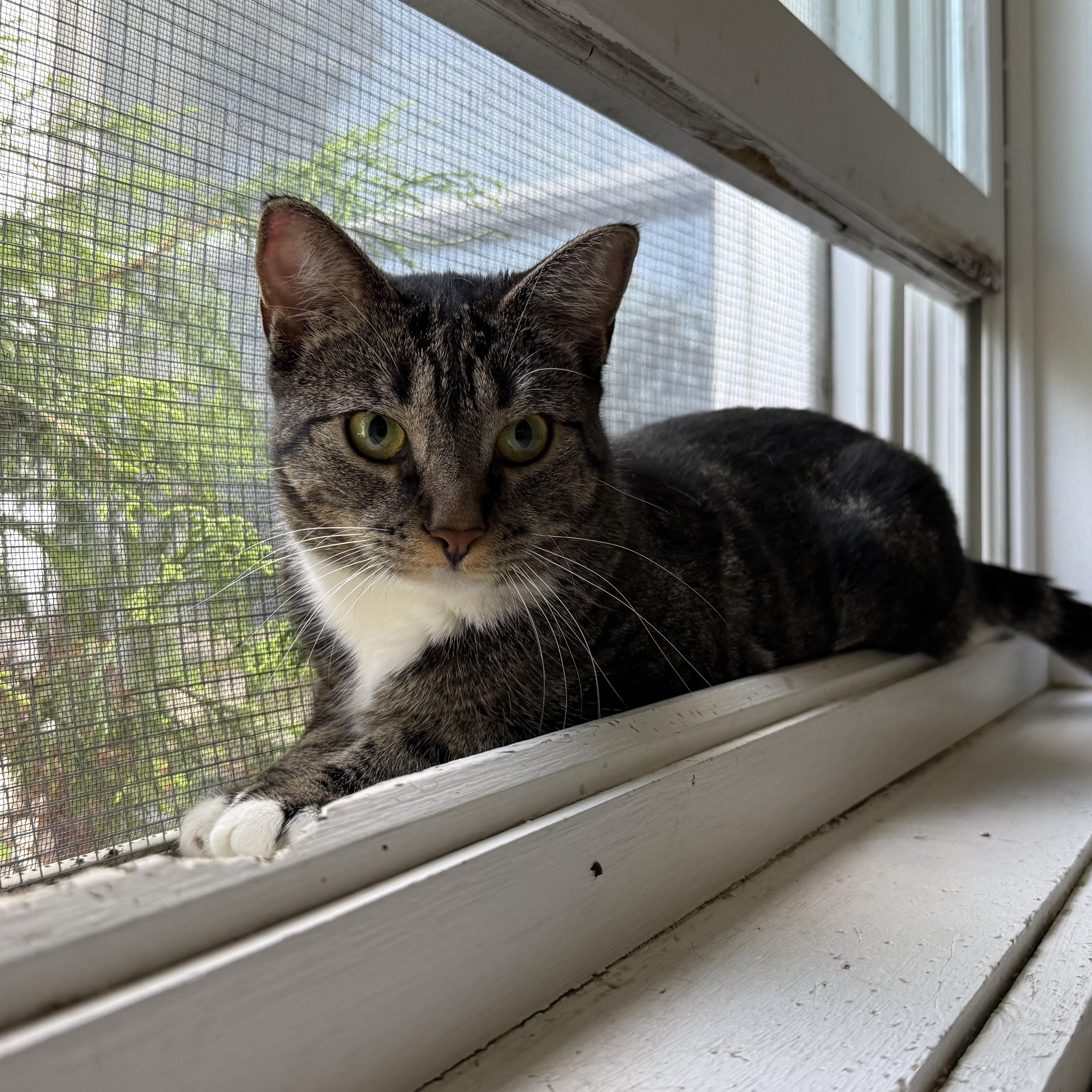 Enlarge Delaney, a Adoptable mixed breed in West Milford, NJ image 2/6