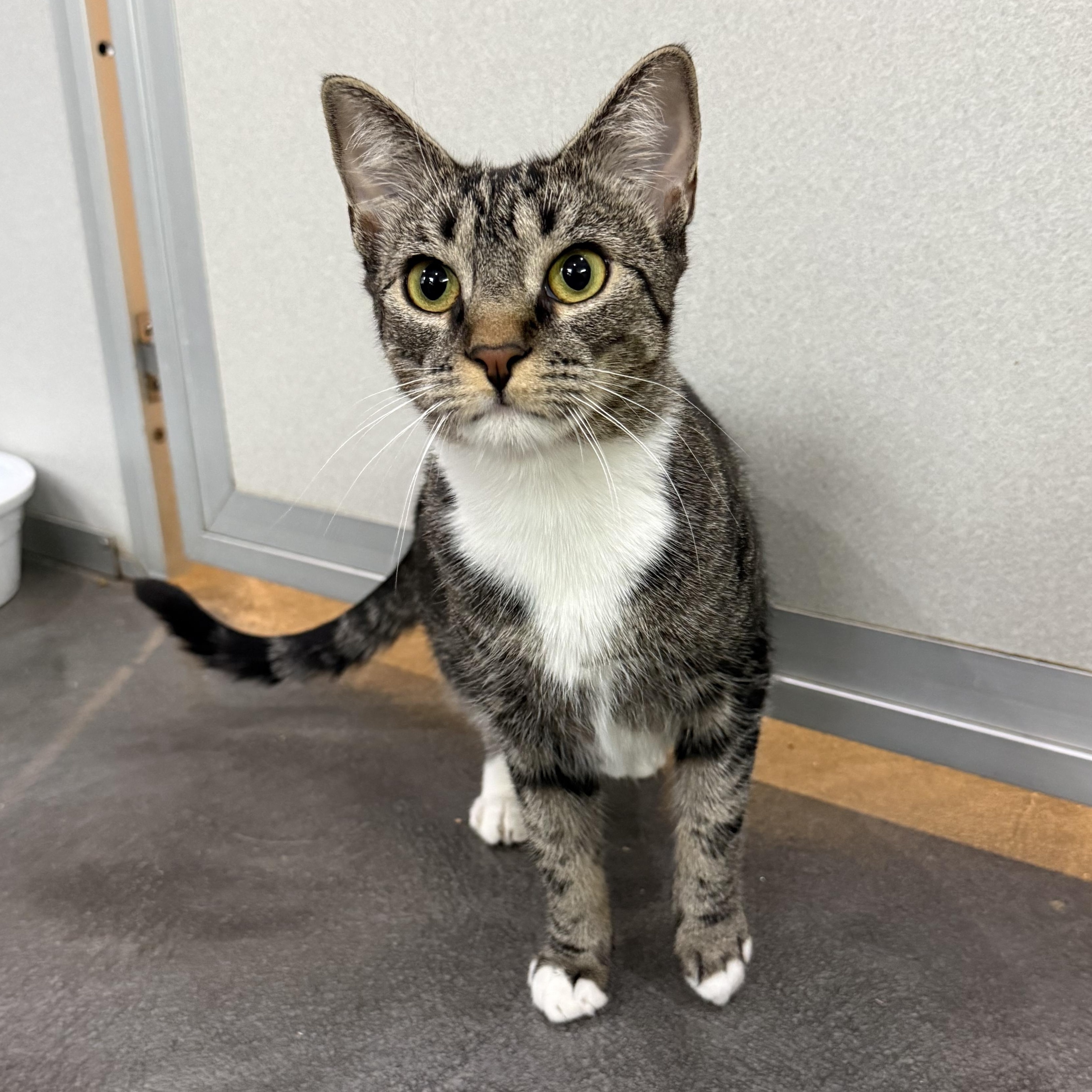 Delaney, Adoptable, Kitten Female Domestic Short Hair.