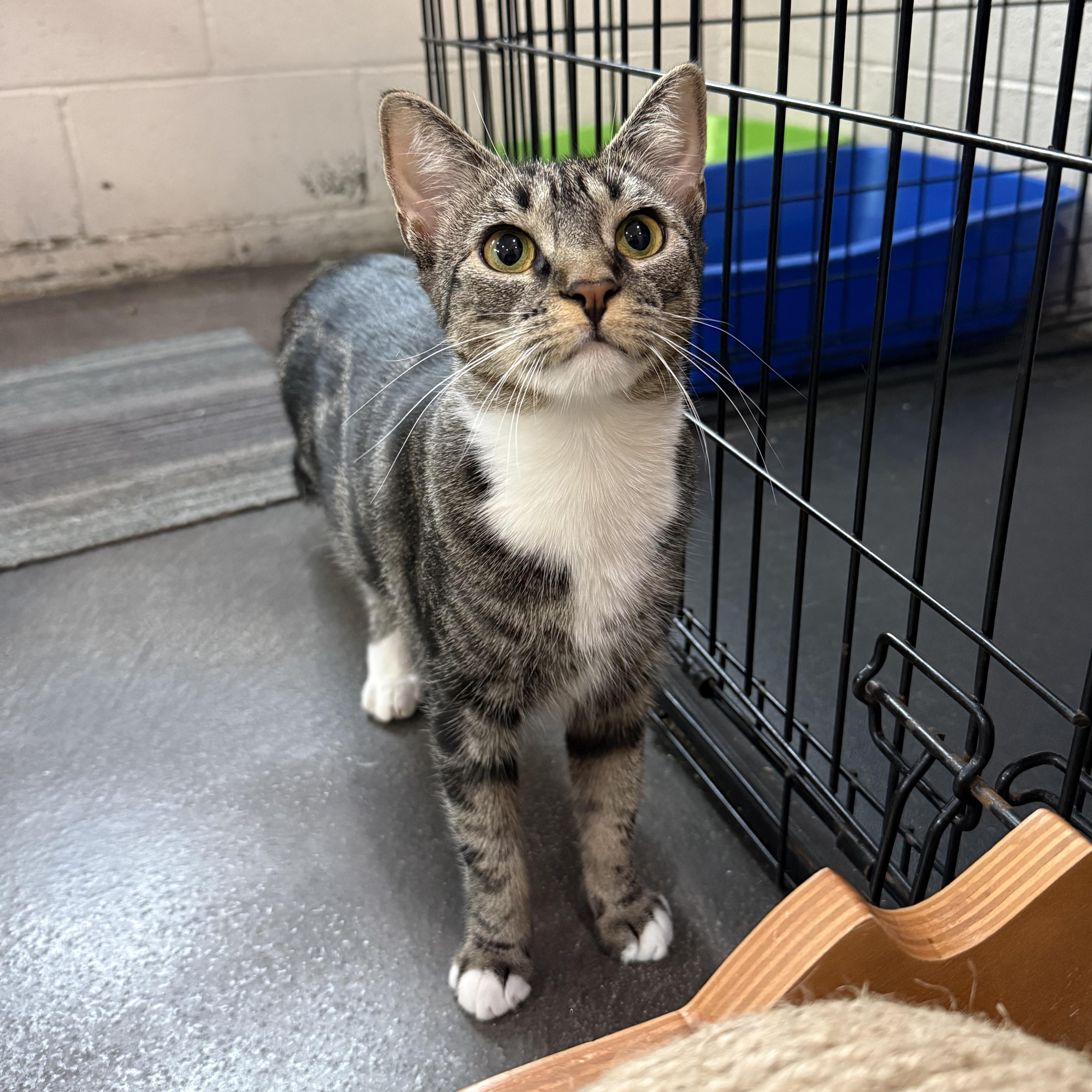 Enlarge Delaney, a Adoptable mixed breed in West Milford, NJ image 6/6