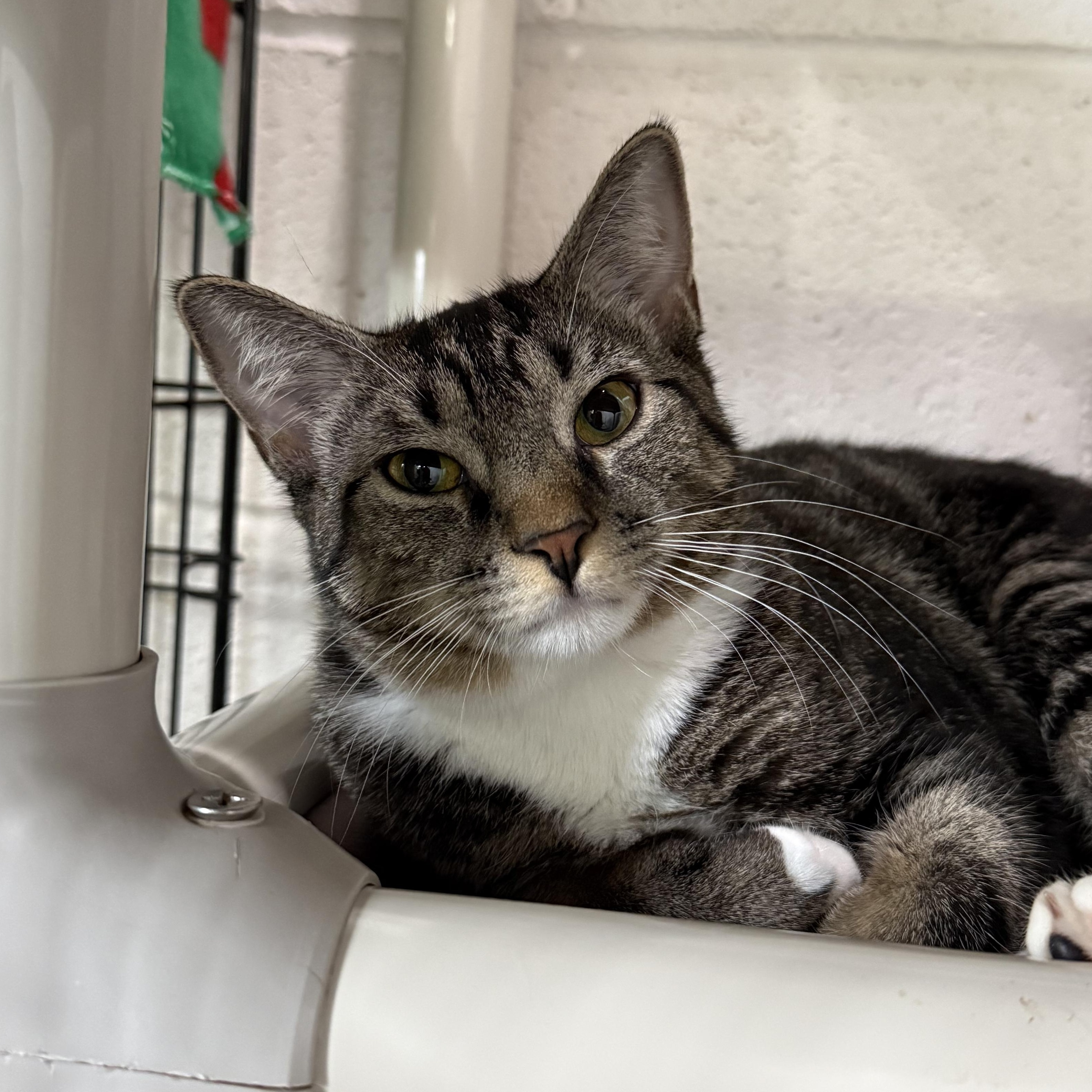 Enlarge Delaney, a Adoptable mixed breed in West Milford, NJ image 6/6