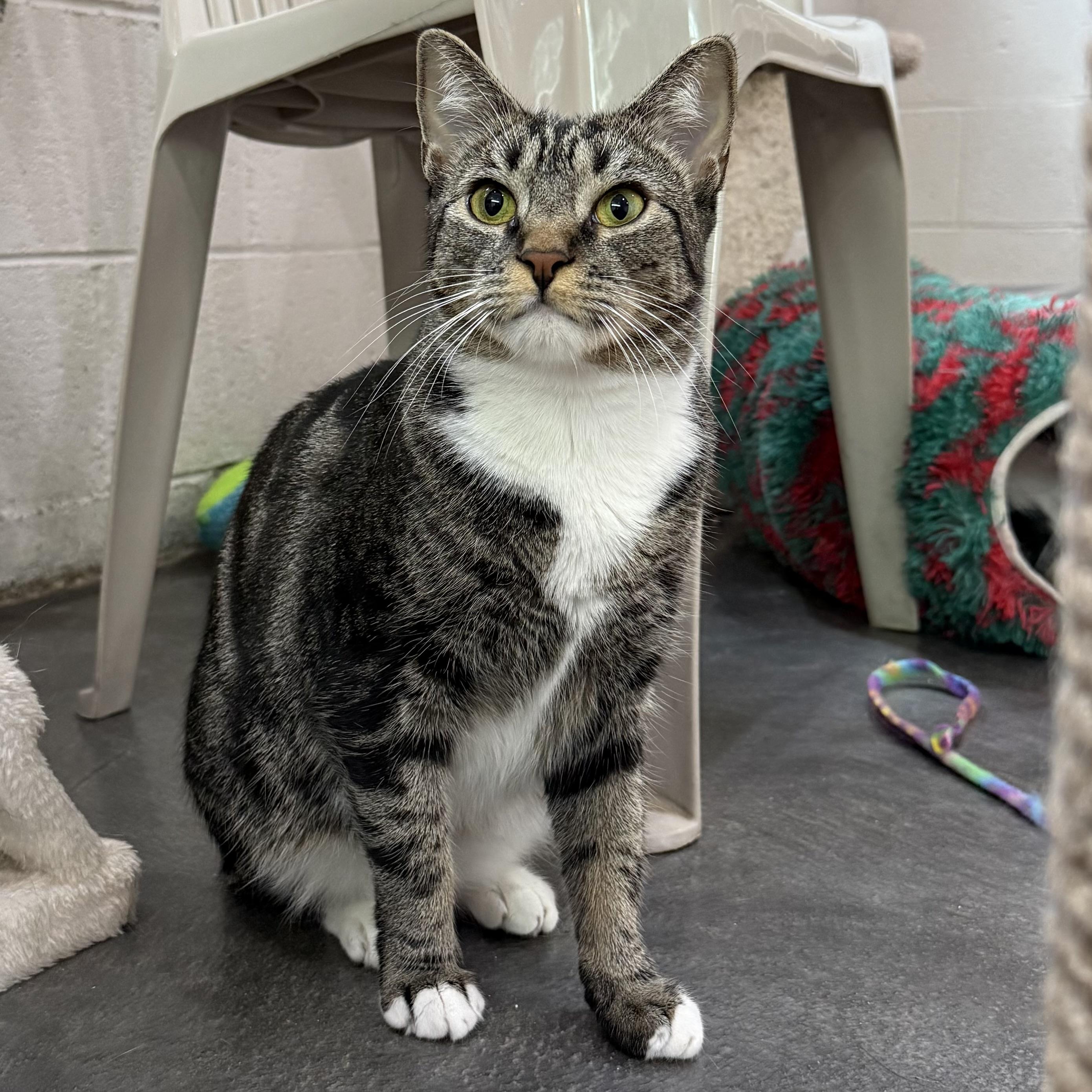 Enlarge Delaney, a Adoptable mixed breed in West Milford, NJ image 1/5