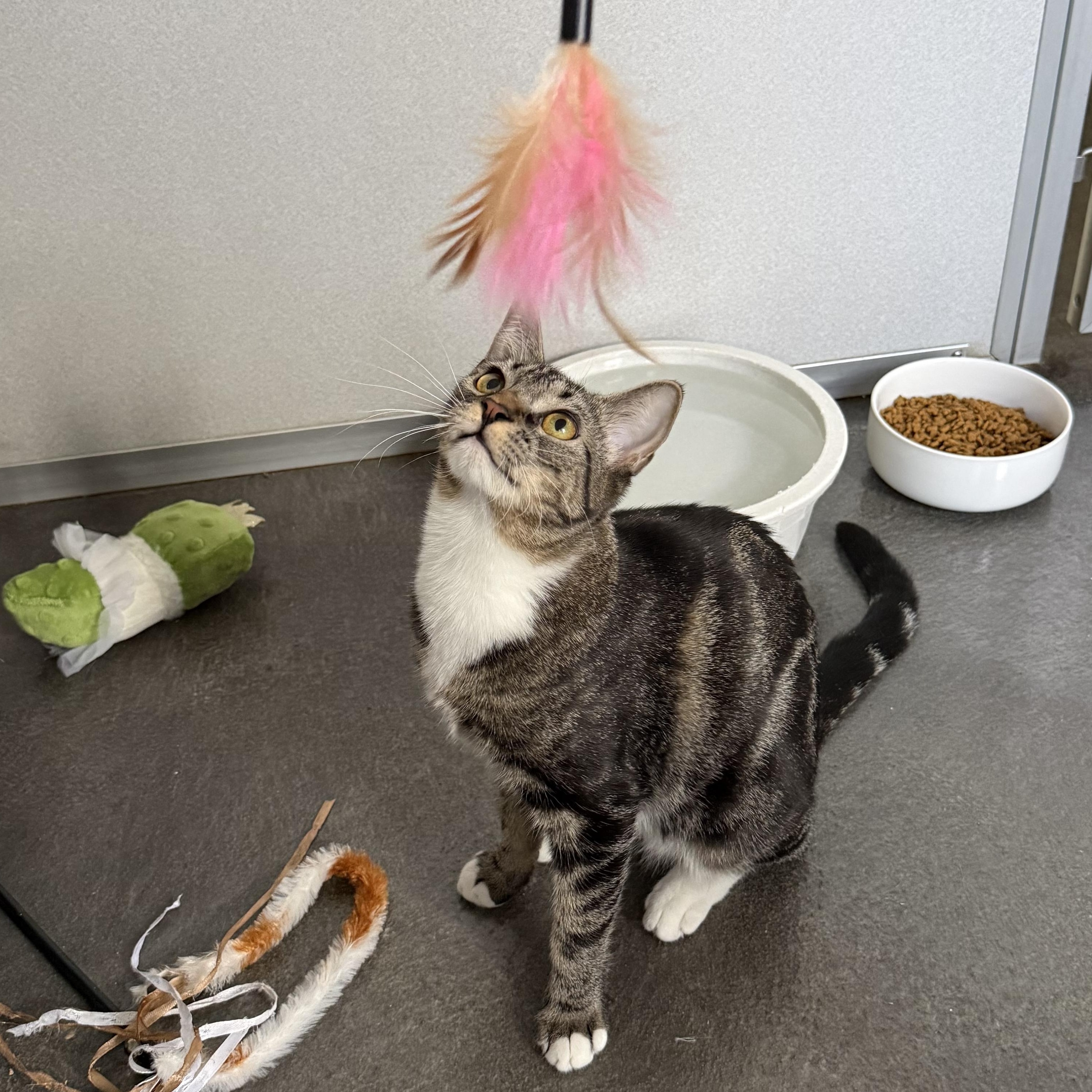 Enlarge Delaney, a Adoptable mixed breed in West Milford, NJ image 2/6