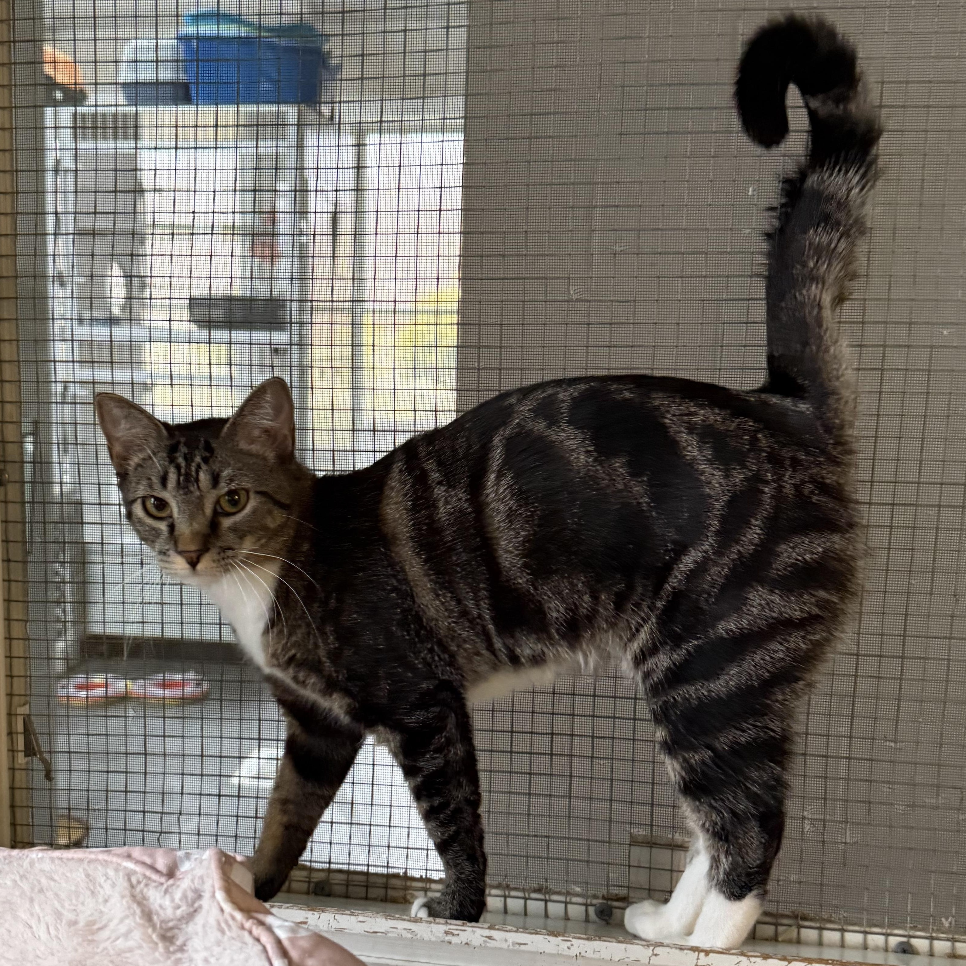 Enlarge Delaney, a Adoptable mixed breed in West Milford, NJ image 5/6