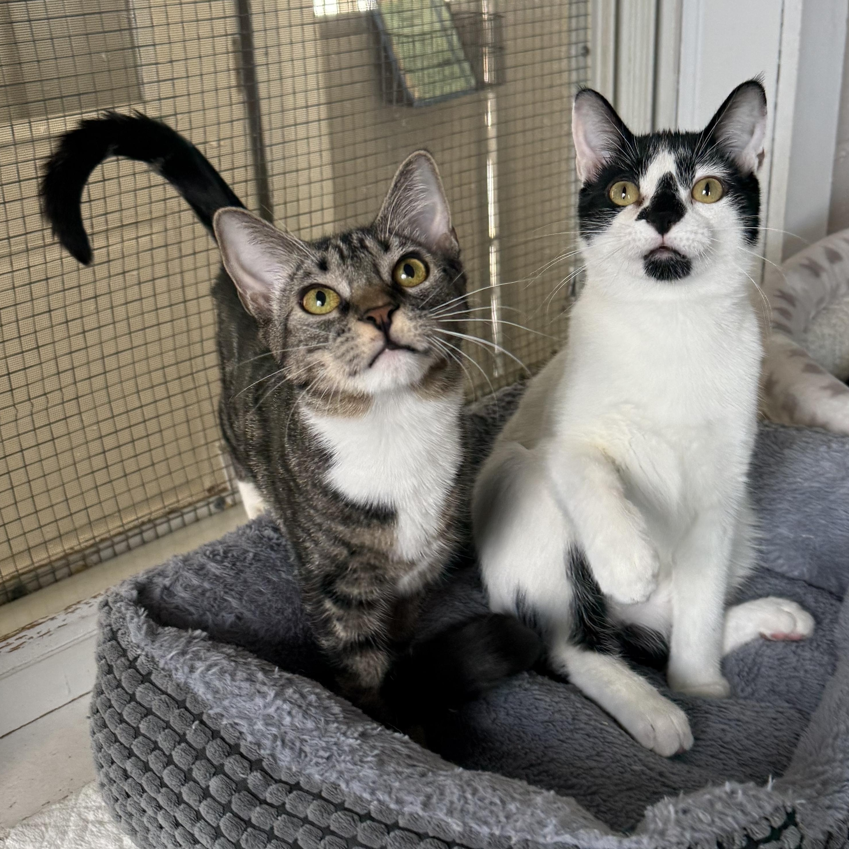 Enlarge Delaney, a Adoptable mixed breed in West Milford, NJ image 4/6