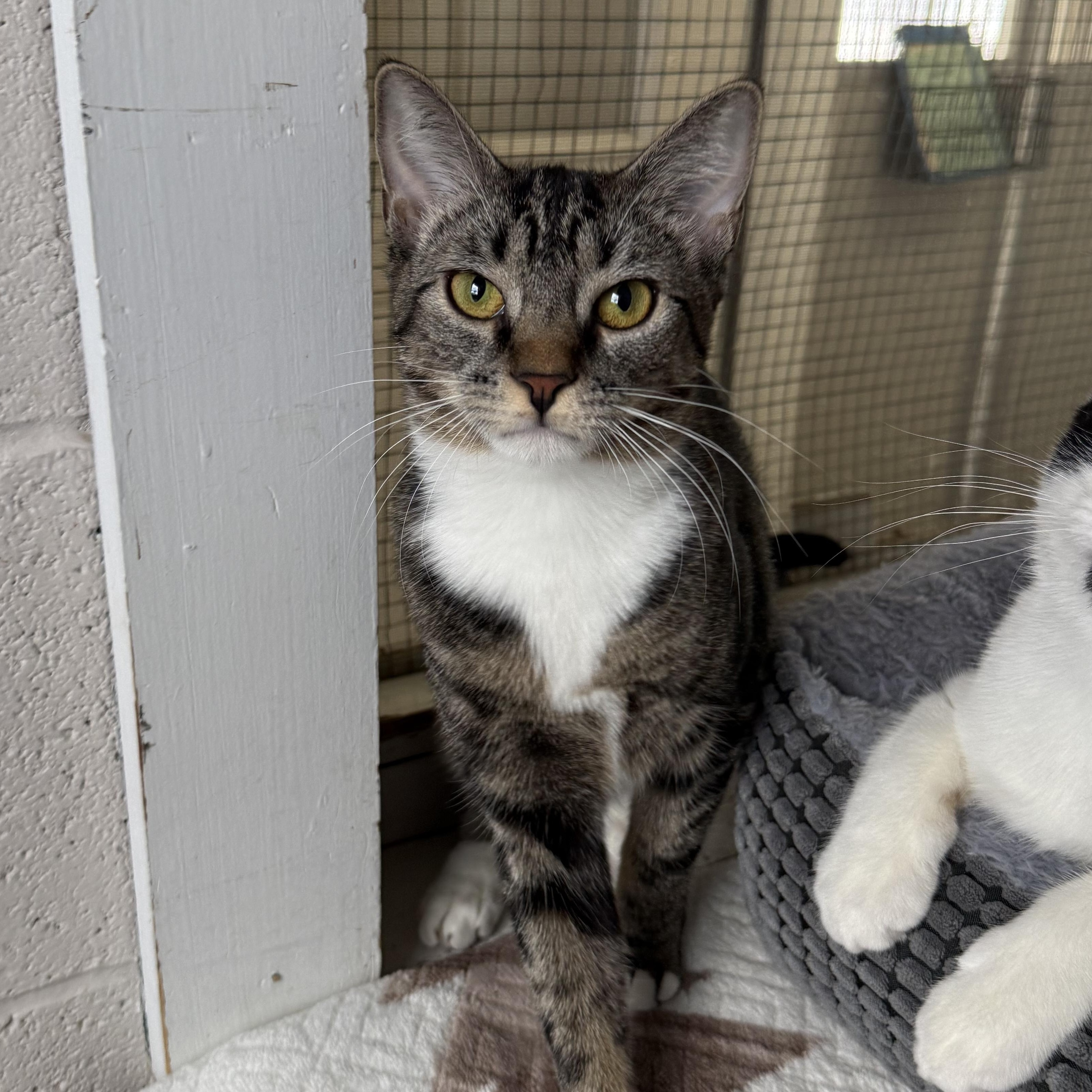 Delaney, Adoptable, Kitten Female Domestic Short Hair.