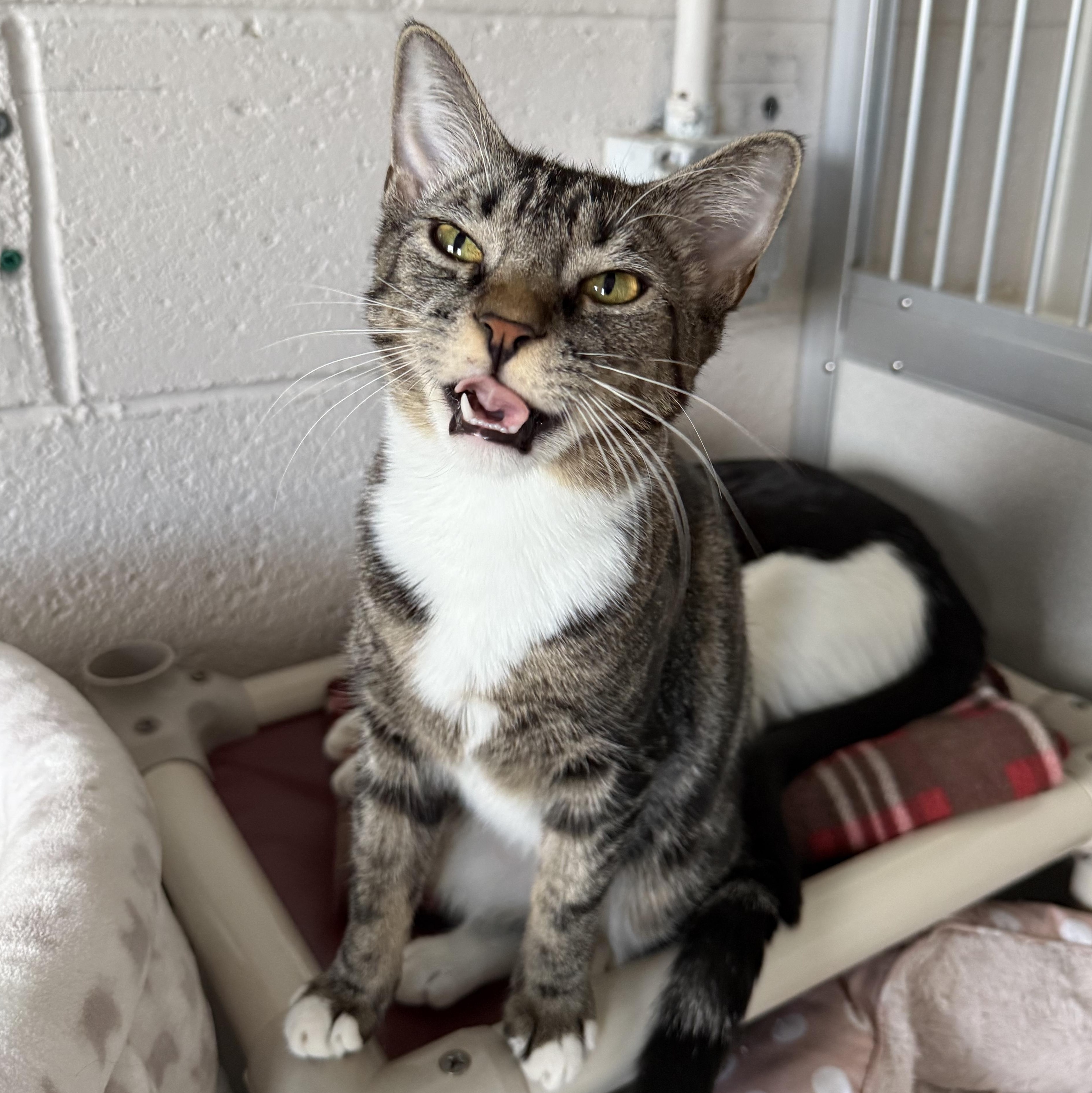 Enlarge Delaney, a Adoptable mixed breed in West Milford, NJ image 3/6