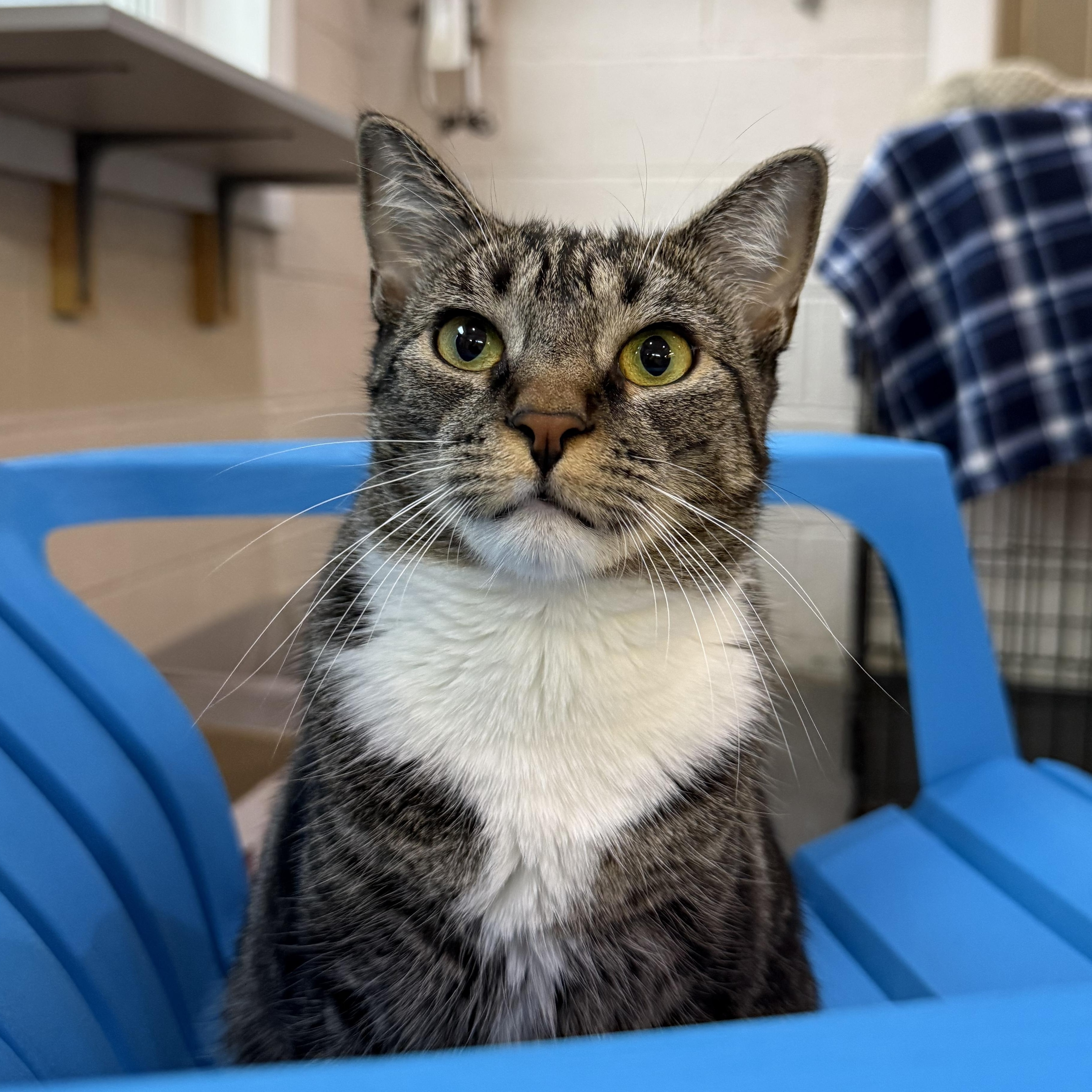 Delaney, Adoptable, Young Female Domestic Short Hair.