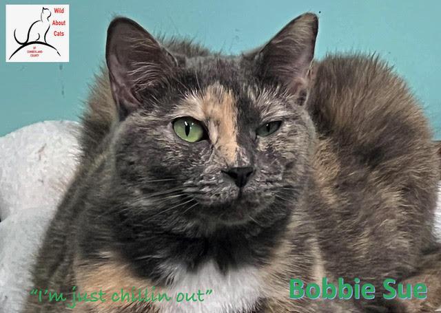 Bobby Sue, Adopted, Young Female Domestic Short Hair.