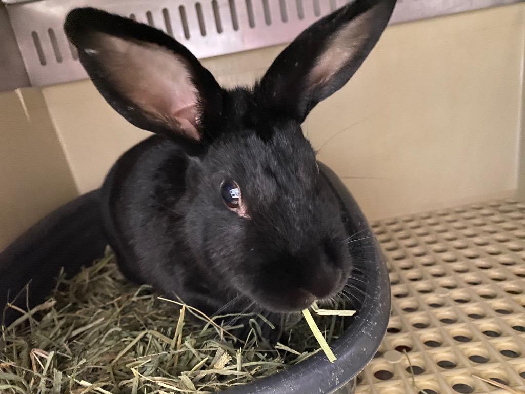 Breanna, a Adoptable New Zealand in Pflugerville, TX image 1/6