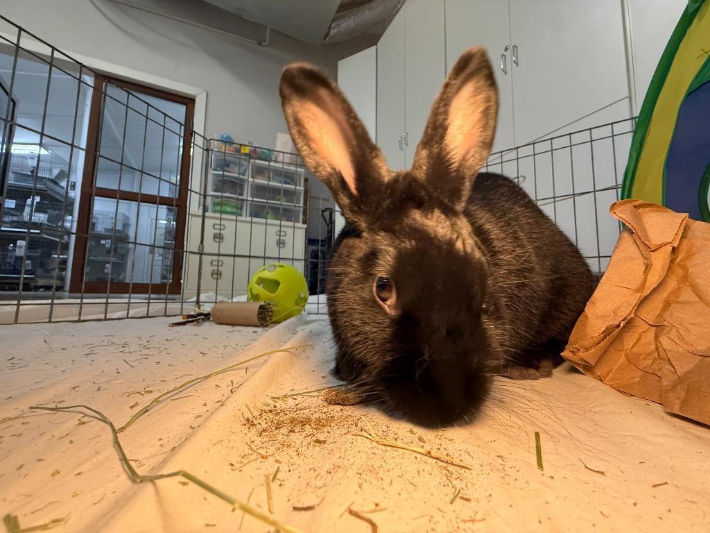 Breanna, a Adoptable New Zealand in Pflugerville, TX image 3/6