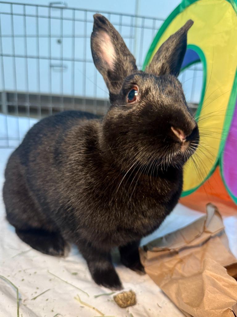 Breanna, a Adoptable New Zealand in Pflugerville, TX image 4/6