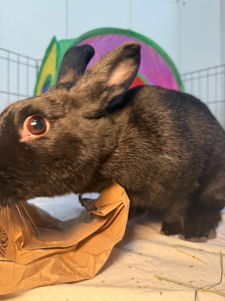 Breanna, a Adoptable New Zealand in Pflugerville, TX image 6/6