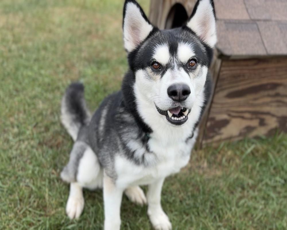 Hopper, Adoptable, Adult Male Husky.