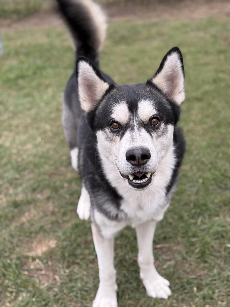 Hopper, a Adoptable mixed breed image 2/5