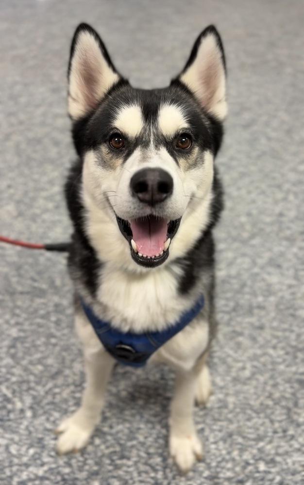 Hopper, a Adoptable mixed breed image 3/5