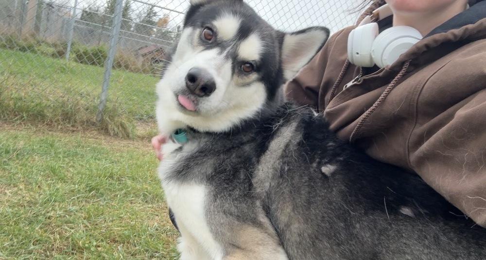 Hopper, a Adoptable mixed breed image 4/5