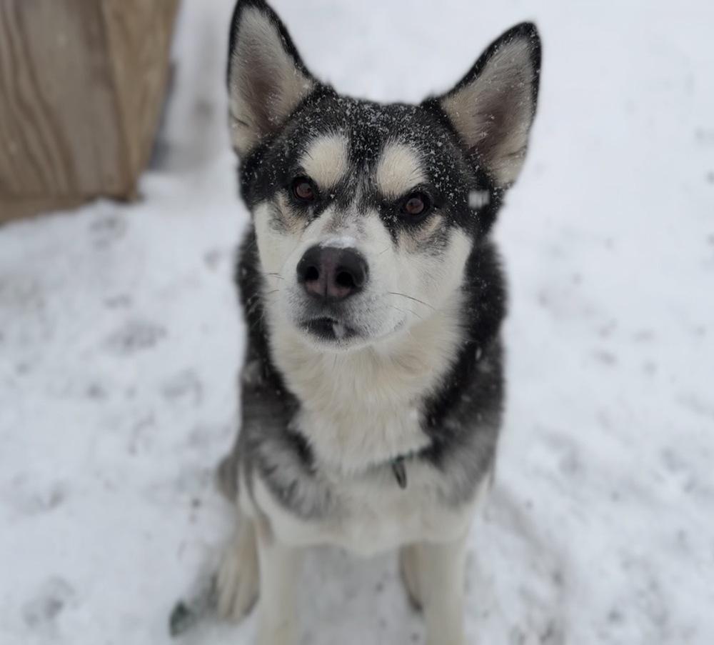 Hopper, a Adoptable mixed breed image 5/5