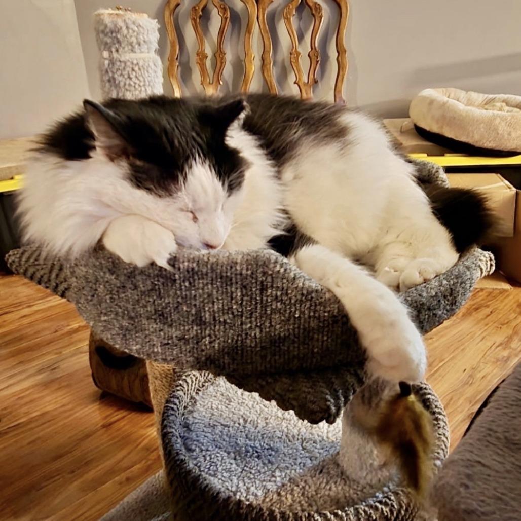 Enlarge Furby, a Adoptable Domestic Long Hair in Fayetteville, GA image 1/3