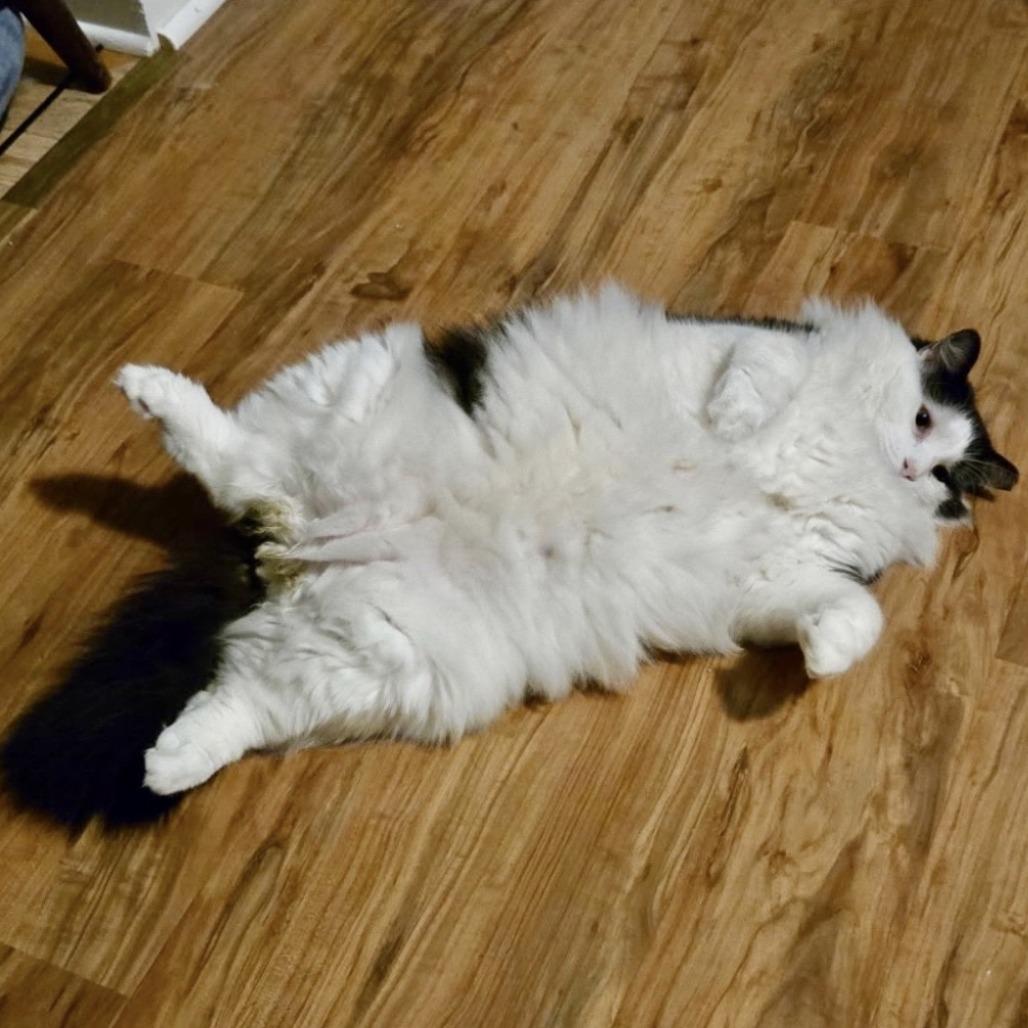 Enlarge Furby, a Adoptable Domestic Long Hair in Fayetteville, GA image 2/3