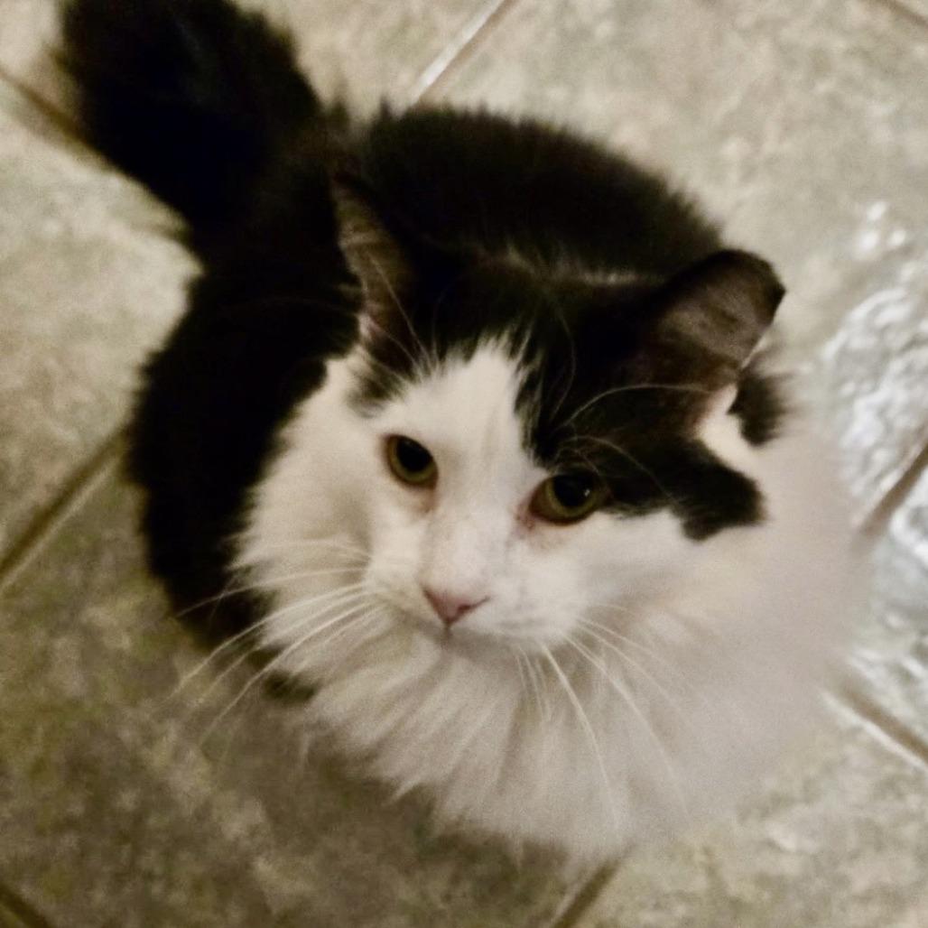 Enlarge Furby, a Adoptable Domestic Long Hair in Fayetteville, GA image 3/3