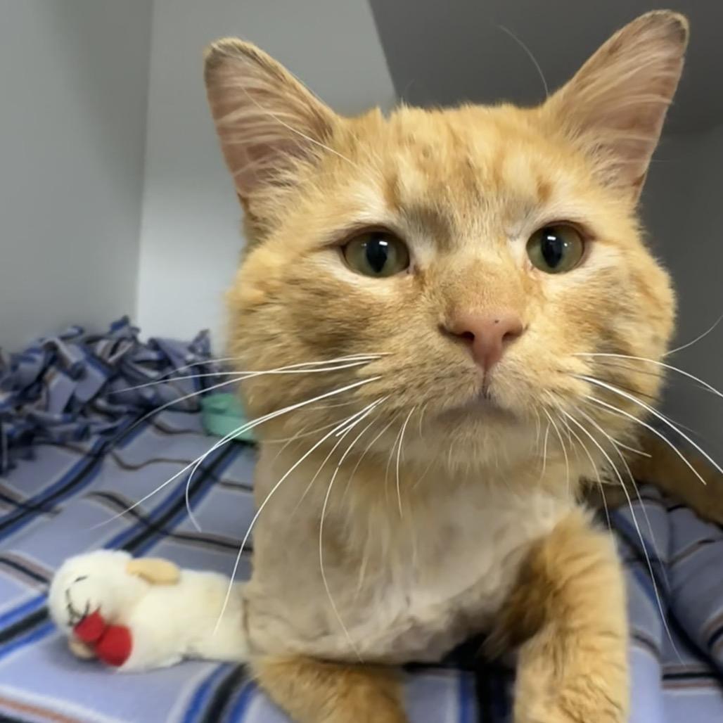 Enlarge Dandy Lion, a Adoptable Domestic Short Hair in Chaska, MN image 1/5