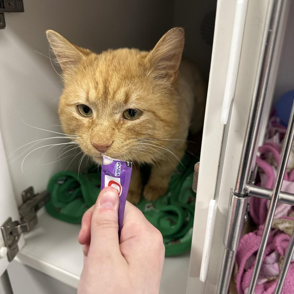 Enlarge Dandy Lion, a Adoptable Domestic Short Hair in Chaska, MN image 2/5