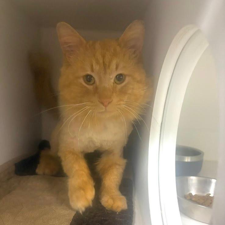 Enlarge Dandy Lion, a Adoptable Domestic Short Hair in Chaska, MN image 3/5