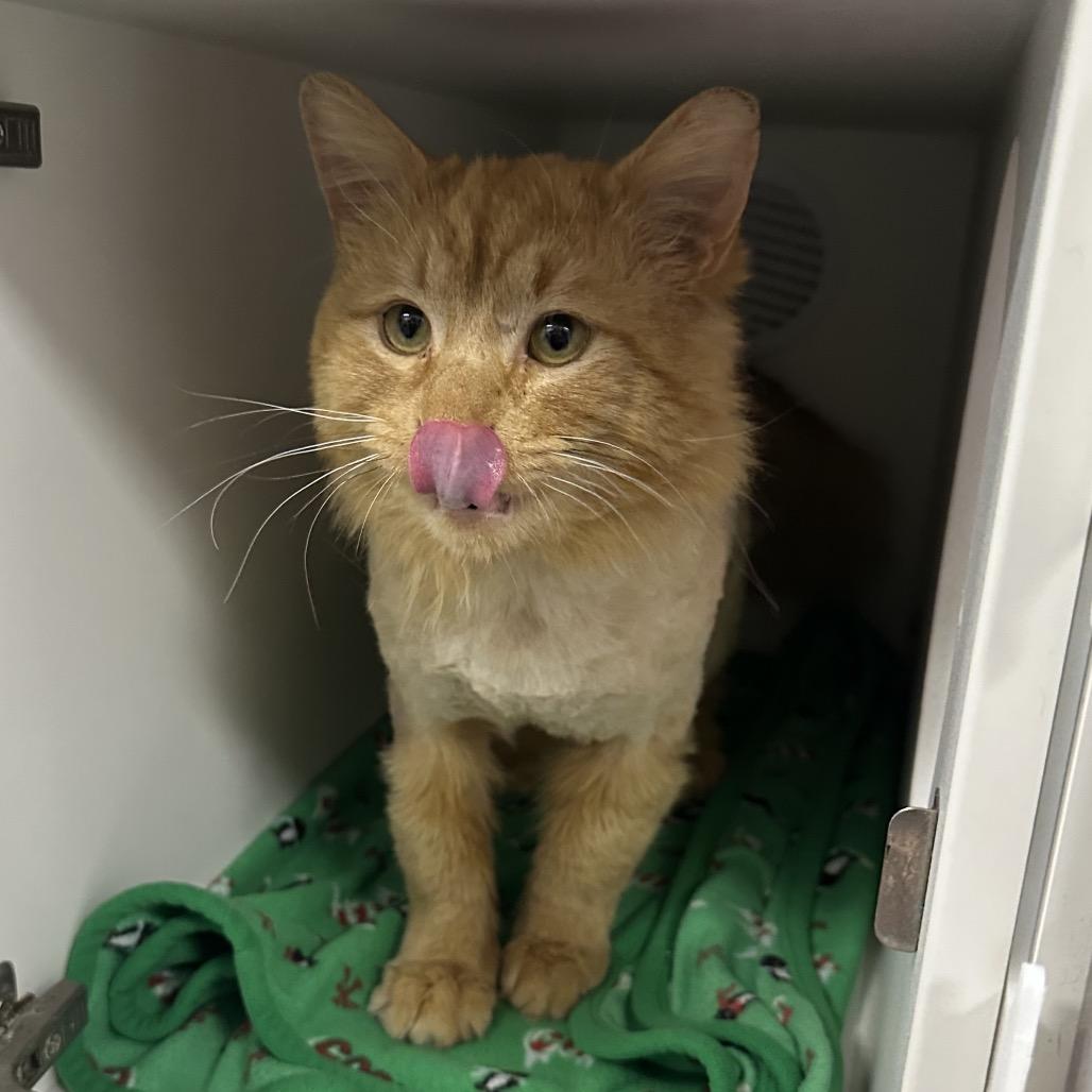 Enlarge Dandy Lion, a Adoptable Domestic Short Hair in Chaska, MN image 4/5