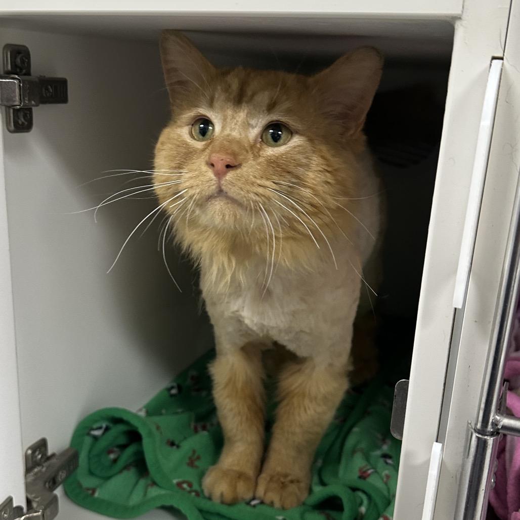 Enlarge Dandy Lion, a Adoptable Domestic Short Hair in Chaska, MN image 5/5