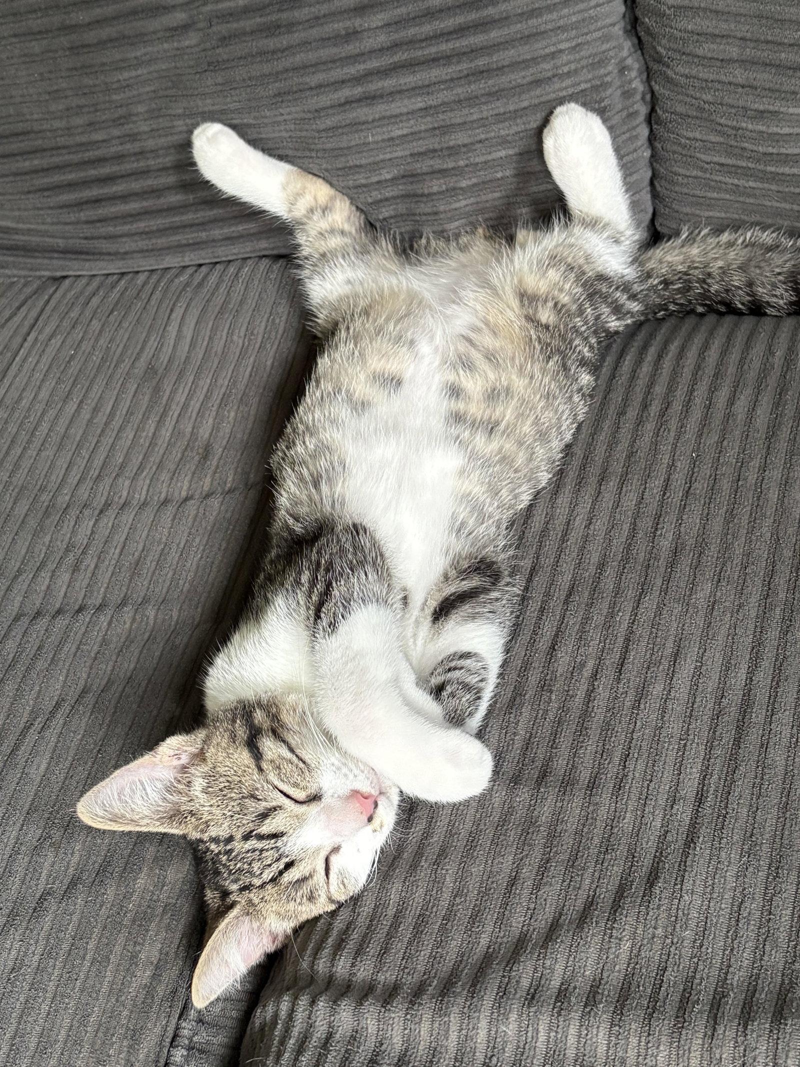 Enlarge Mickey, a Adoptable Domestic Short Hair in Rootstown, OH image 2/3