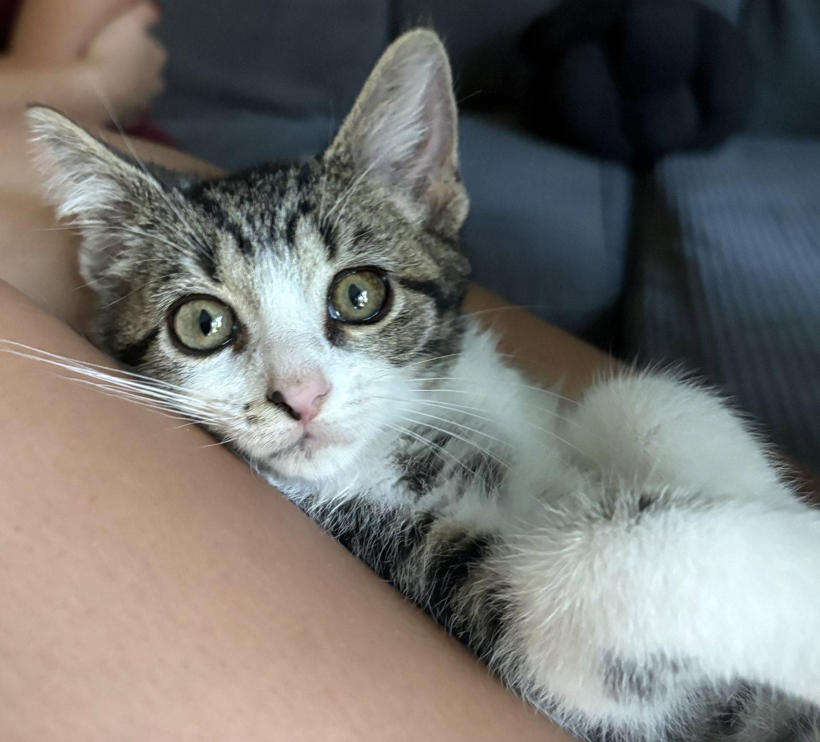 Enlarge Mickey, a Adoptable Domestic Short Hair in Rootstown, OH image 3/3