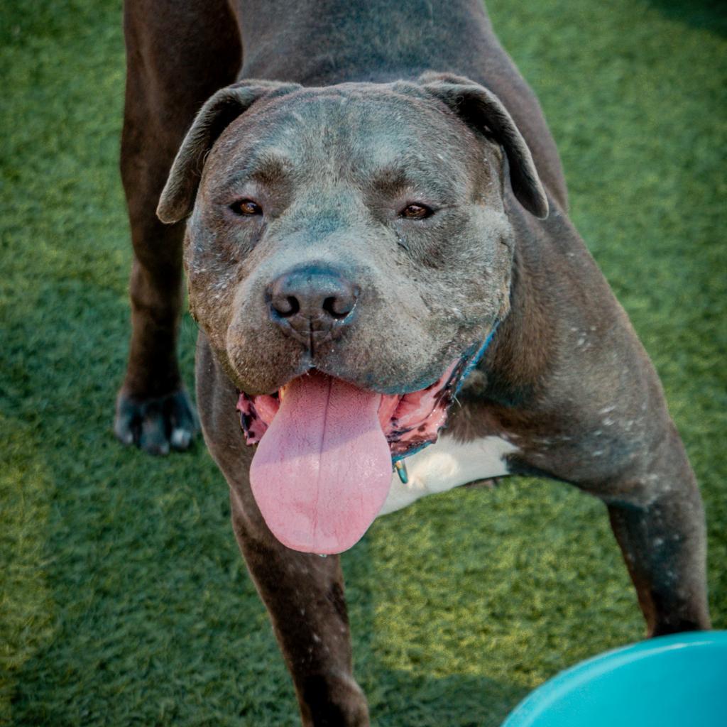 Enlarge CLYDE-A2141559, a Adoptable Pit Bull Terrier in San Antonio, TX image 1/5