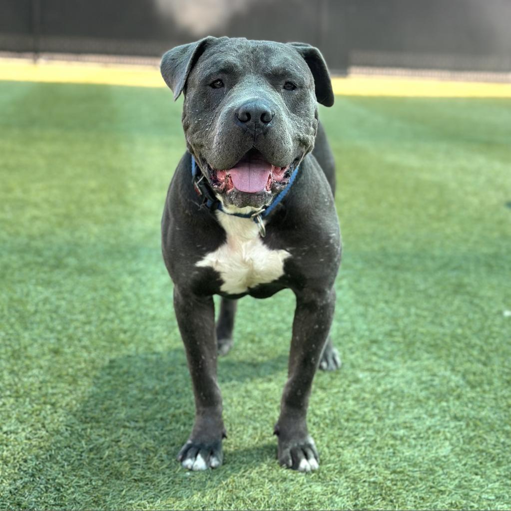 Enlarge CLYDE-A2141559, a Adoptable Pit Bull Terrier in San Antonio, TX image 2/5