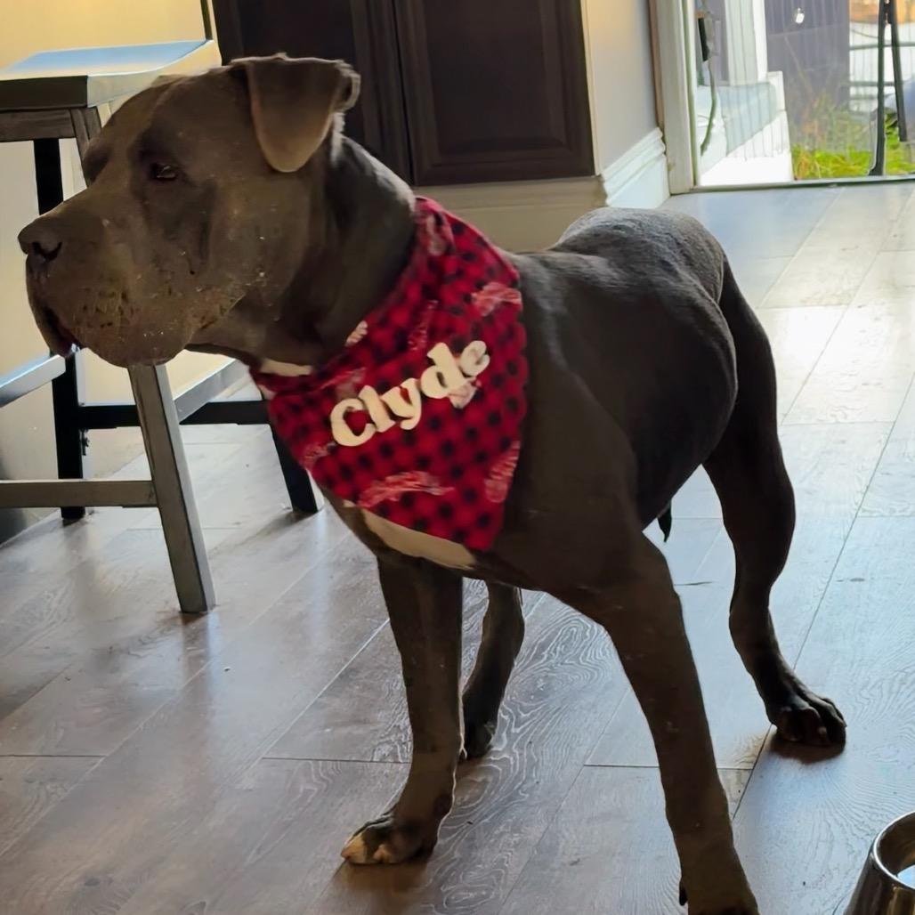 Enlarge CLYDE-A2141559, a Adoptable Pit Bull Terrier in San Antonio, TX image 3/5