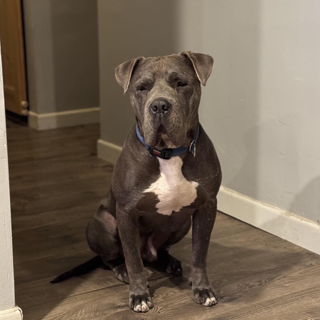 Enlarge CLYDE-A2141559, a Adoptable Pit Bull Terrier in San Antonio, TX image 4/5