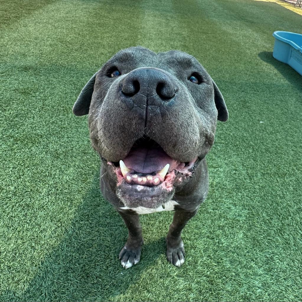 Enlarge CLYDE-A2141559, a Adoptable Pit Bull Terrier in San Antonio, TX image 5/5