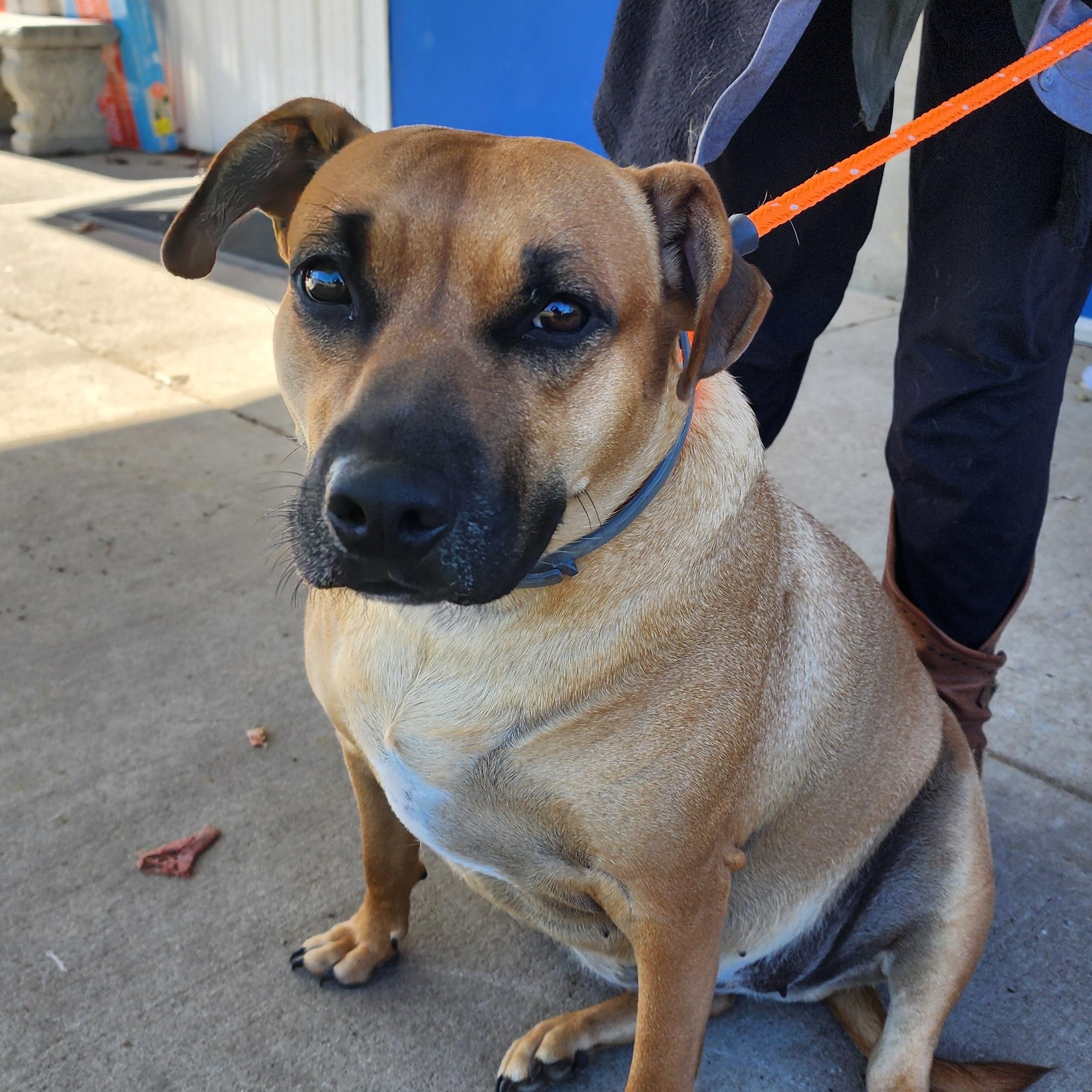 Girl, a Adoptable mixed breed in Clinton, MO image 3/4