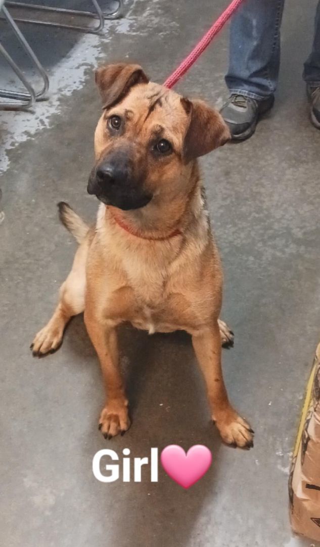 Girl, a Adoptable mixed breed in Clinton, MO image 4/4