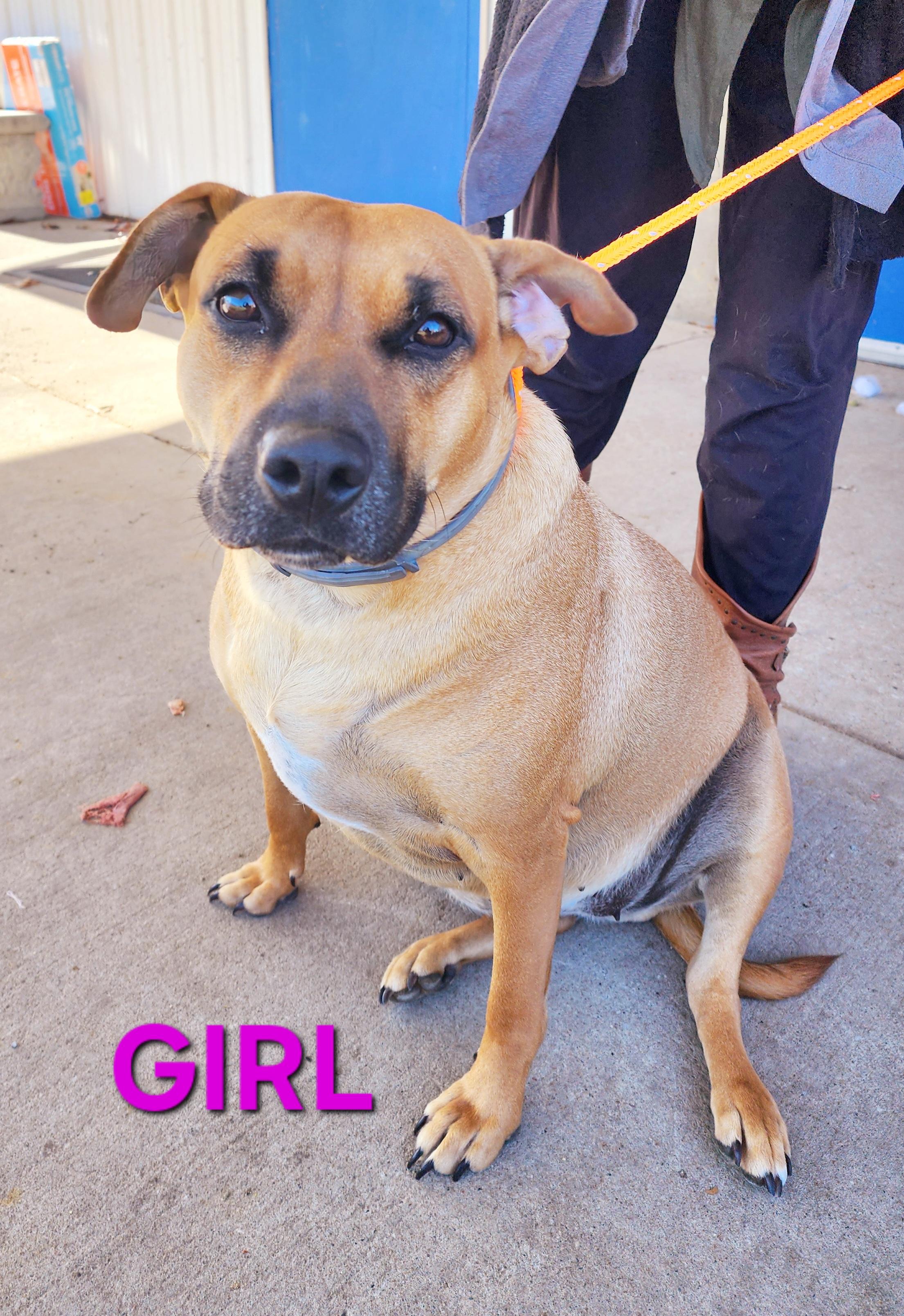 Girl, a Adoptable mixed breed in Clinton, MO image 1/4