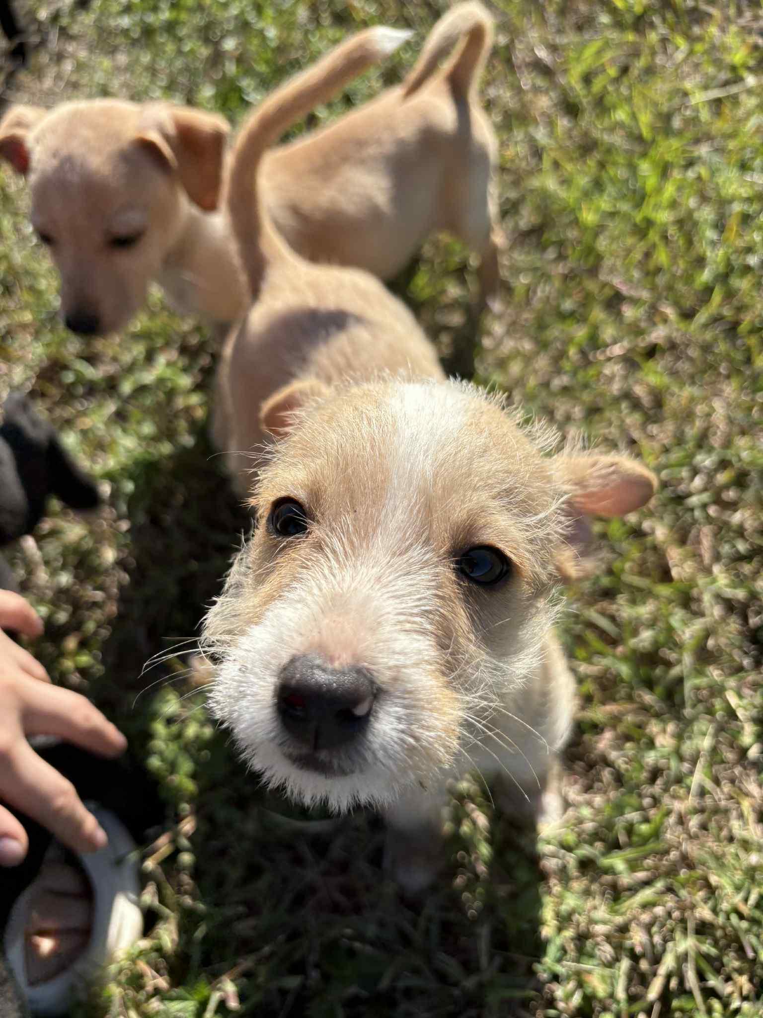 Enlarge Trish, a ADOPTABLE mixed breed in Warrenton, VA image 2/6