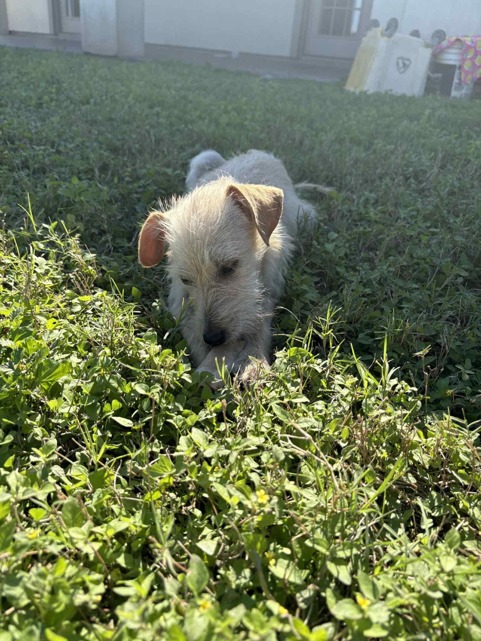 Enlarge Trish, a ADOPTABLE mixed breed in Warrenton, VA image 5/6