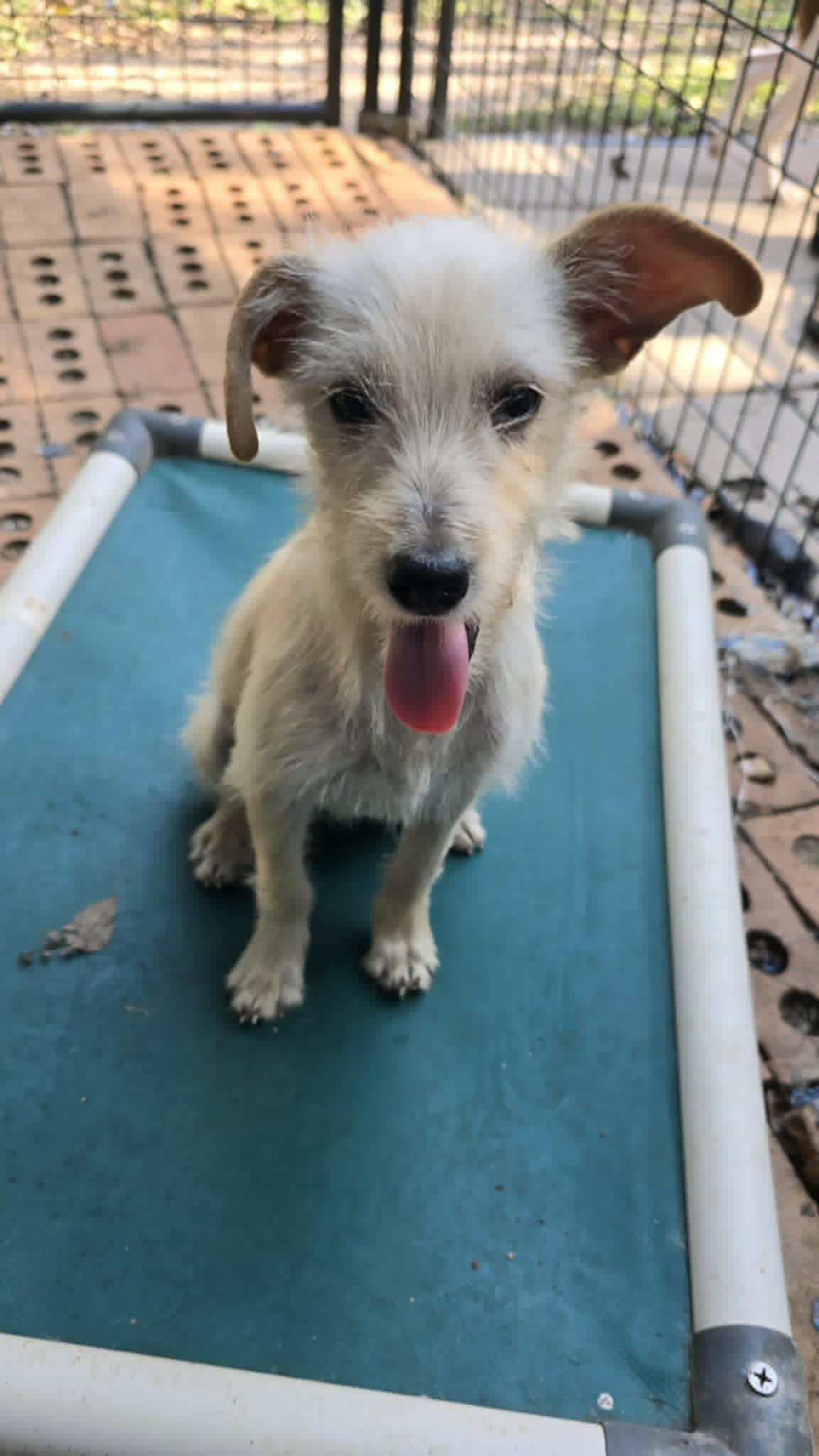 Trish, ADOPTABLE, Puppy Female Terrier.