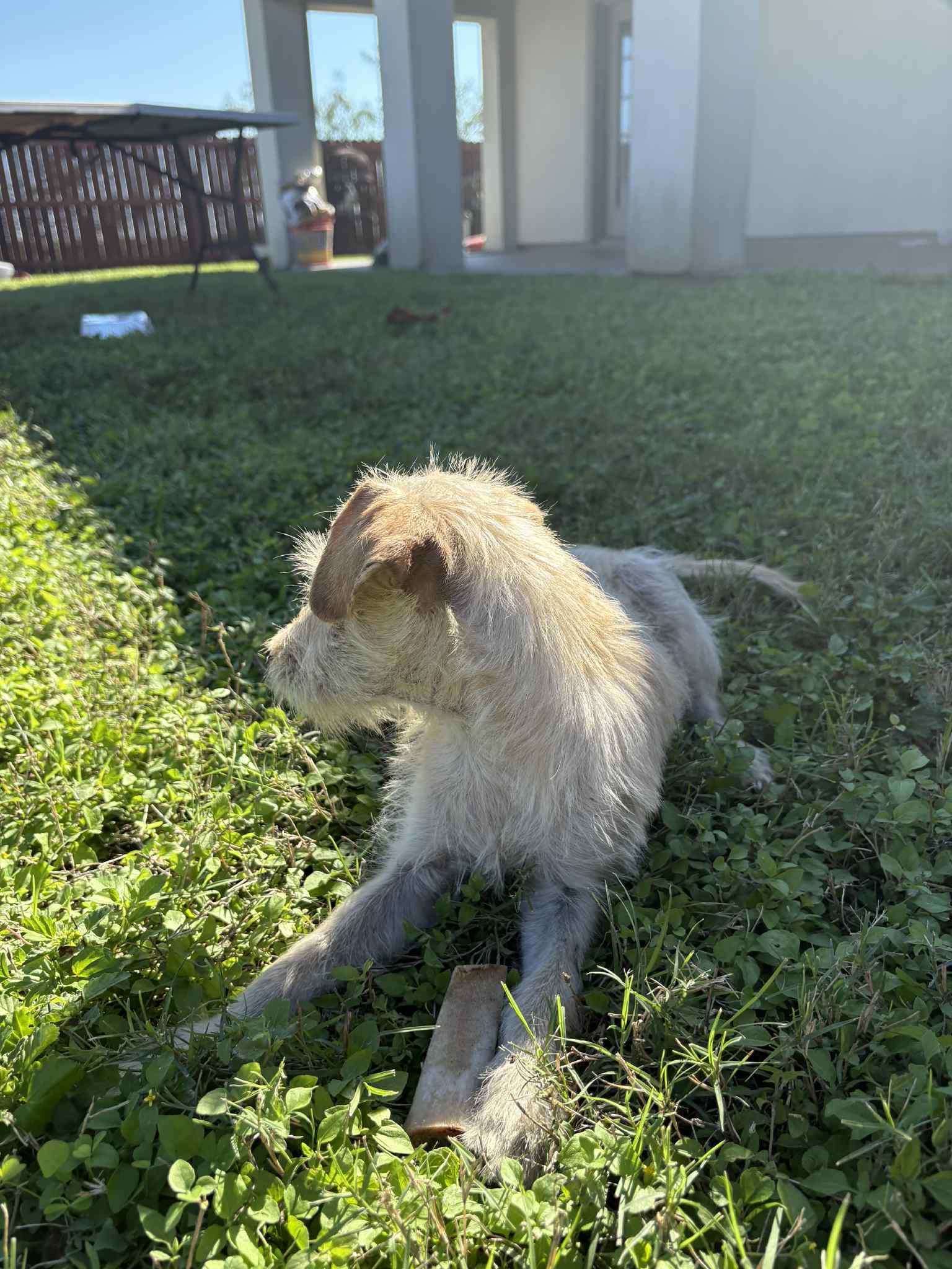 Enlarge Trish, a ADOPTABLE mixed breed in Warrenton, VA image 3/6